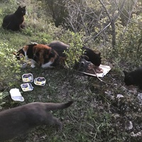 photo de livraison pour Chats-sos