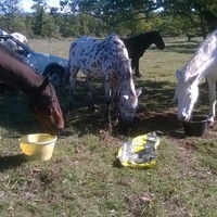 photo de livraison pour Tagada Spirit