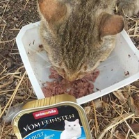 photo de livraison pour Les Chats-Pitresdelavi-Ste