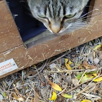 photo de livraison pour Les Chats Libres de la Canterrane