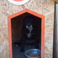 photo de livraison pour Refuge pour chiens de Baia Mare