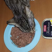 photo de livraison pour Les Chats-Pitresdelavi-Ste