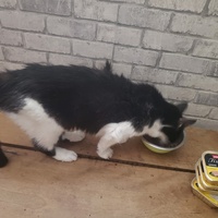 photo de livraison pour Bien vivre avec les Chats Sallélois