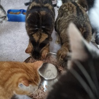 photo de livraison pour Animalove