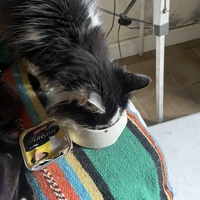 photo de livraison pour Les Chats De QUEAUX