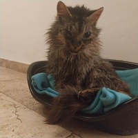 photo de livraison pour Clan du chat libre