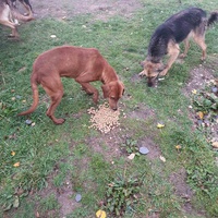 photo de livraison pour Silver Dog Srebrenica