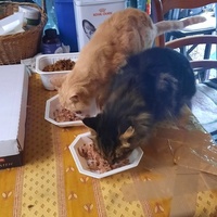 photo de livraison pour La Cantine des Minous