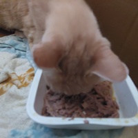 photo de livraison pour Une vie, Un chat
