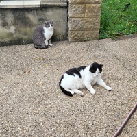 photo de livraison pour Chat de Gout'hier sans Toit