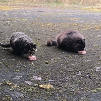 photo de livraison pour Association Chats Errants Val de Nièvre