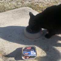 photo de livraison pour Le Chat Salonais