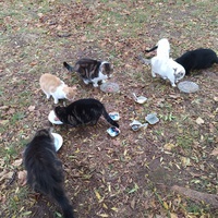 photo de livraison pour CHATS LIBRES SORGUES