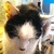 photo animal