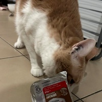 photo de livraison pour Libre-Chats-Errants