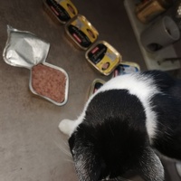 photo de livraison pour Les Chats de Dugny