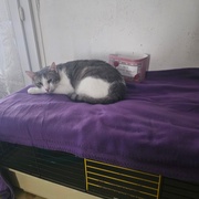 photo de livraison pour Association des Chats Camarguais