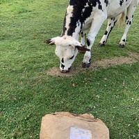 photo de livraison pour Espoir au Galop