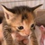 photo animal