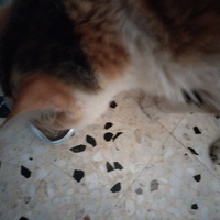 photo de livraison pour Chats Grains d'Amour