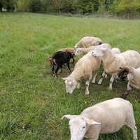 photo de livraison pour Au Bonheur Animal