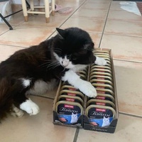 photo de livraison pour Les Chats Libres Condom 32