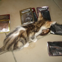 photo de livraison pour Jardin des Chats