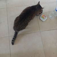 photo de livraison pour Les Amis de Michouette