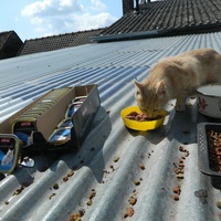 photo de livraison pour A Pas De Chats