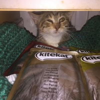 photo de livraison pour Pour l'Amour des Chats
