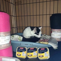 photo de livraison pour Chats Libres de Béziers