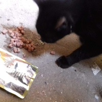 photo de livraison pour Association Chats Errants Ronchin