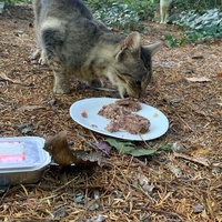 photo de livraison pour Association C.A.T.S. Chat Animal Terrien Solidarité