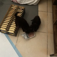 photo de livraison pour Les Chats de Condom 32