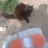 photo de livraison pour Les Chats-Pitresdelavi-Ste