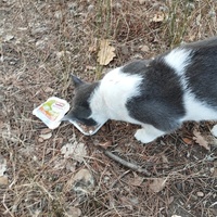 photo de livraison pour Cat Miaou