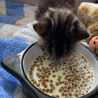 photo de livraison pour Stérilcat 80