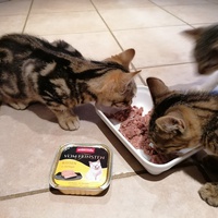 photo de livraison pour L'Arche de Ploum