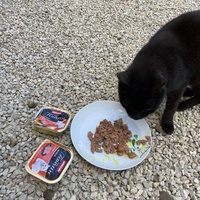 photo de livraison pour Ecole du Chat des Alpilles