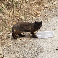 photo de livraison pour Ecole du Chat des Alpilles