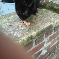 photo de livraison pour Ecole du Chat de Roubaix