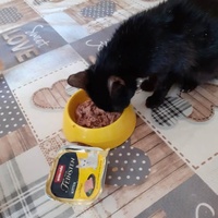 photo de livraison pour Des Cœurs pour les Pattes du 93