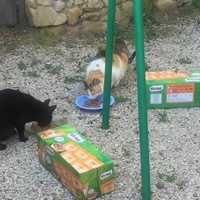 photo de livraison pour Ecole du Chat des Alpilles