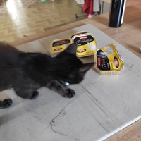 photo de livraison pour Le Gang des Matous