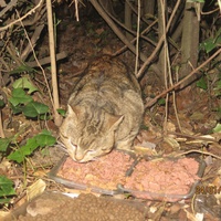 photo de livraison pour Chat Libre de l'Ile du Ramier