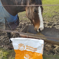 photo de livraison pour Hearthland Royal Horse