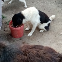 photo de livraison pour Daniela Elena Sandoiu