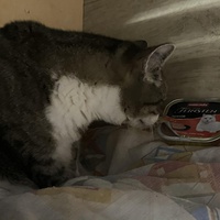 photo de livraison pour Ecole du Chat de Poitiers