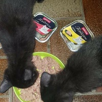 photo de livraison pour Chat Suffit a.sb.l.