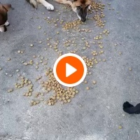 photo de livraison pour ПРИХВАТИЛИШТЕ ДРАЖЕВАЦ